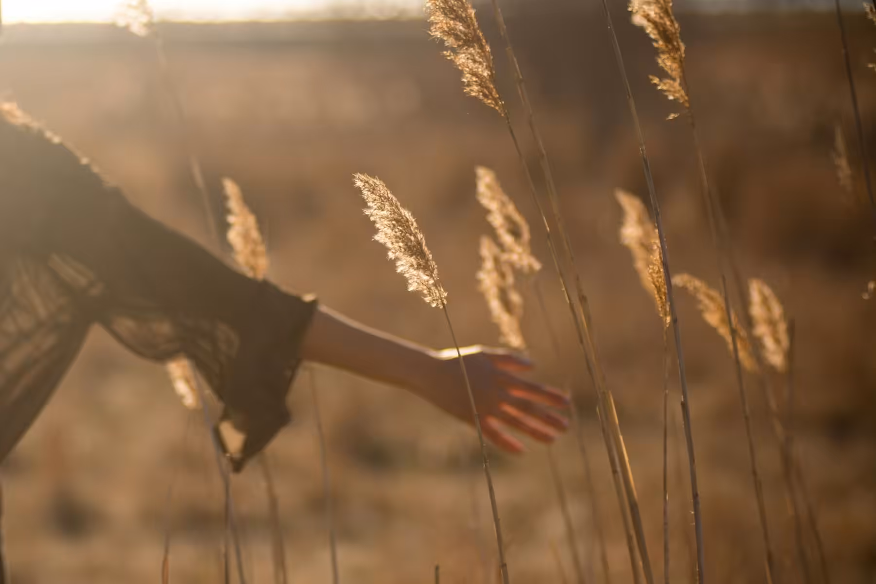 Main effleurant les epis d'un champ au soleil couchant